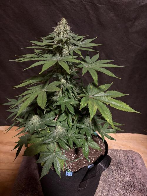 White widow. Week 9
