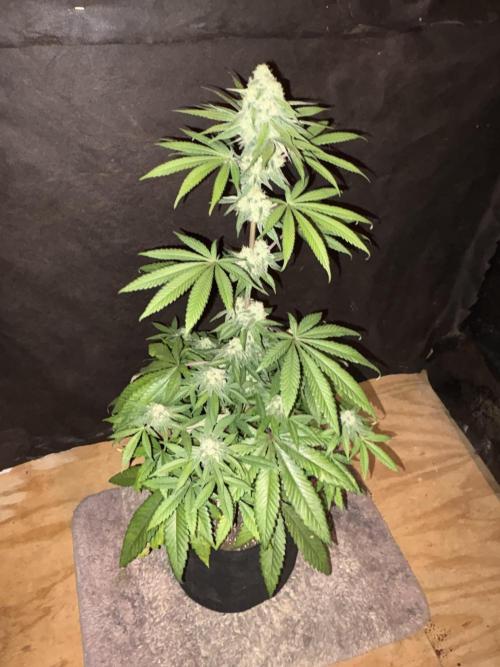 Bathing in Apple n Bananas. Week 9