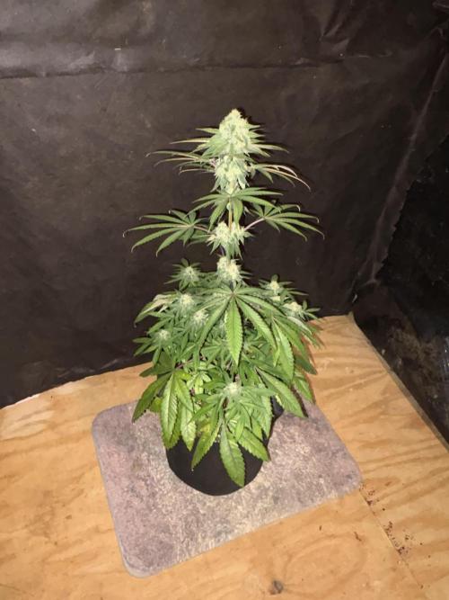 Bathing in Apple n Bananas. Week 9