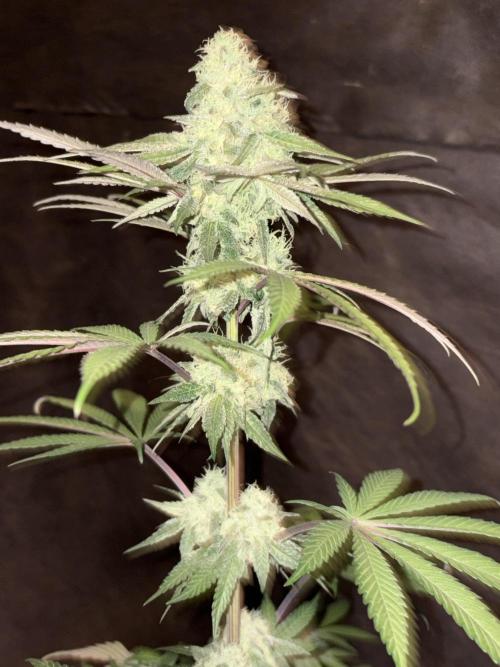 Bathing in Apple n Bananas. Week 9
