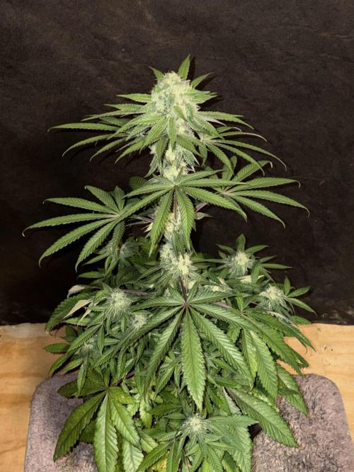 Bathing in Apple n Bananas. Week 9