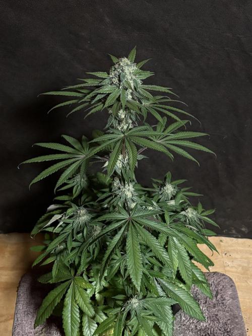 Bathing in Apple n Bananas. Week 9