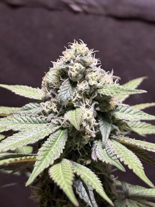 Bathing in Apple n Bananas. Week 9
