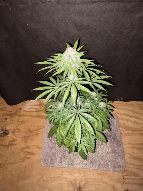 Bathing in Apple n Bananas. Week 9