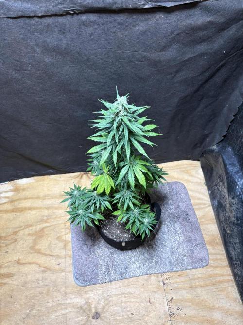 Pain killer let’s kill some pain main. Week 9