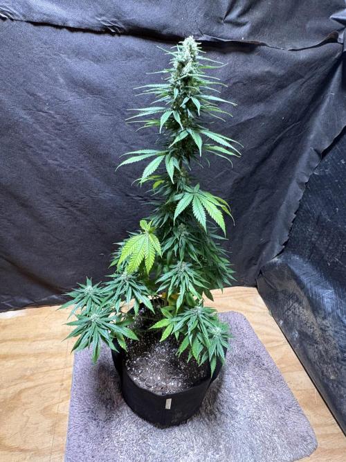 Pain killer let’s kill some pain main. Week 9