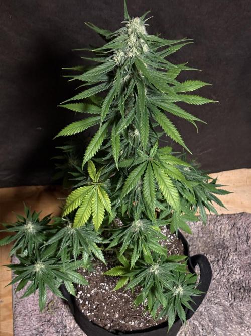 Pain killer let’s kill some pain main. Week 9