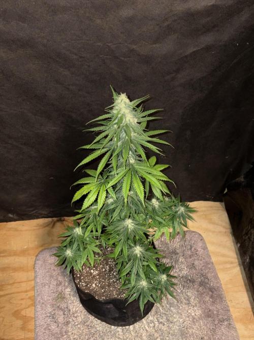 Pain killer let’s kill some pain main. Week 9