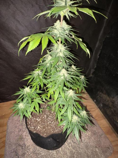 Pain killer let’s kill some pain main. Week 9