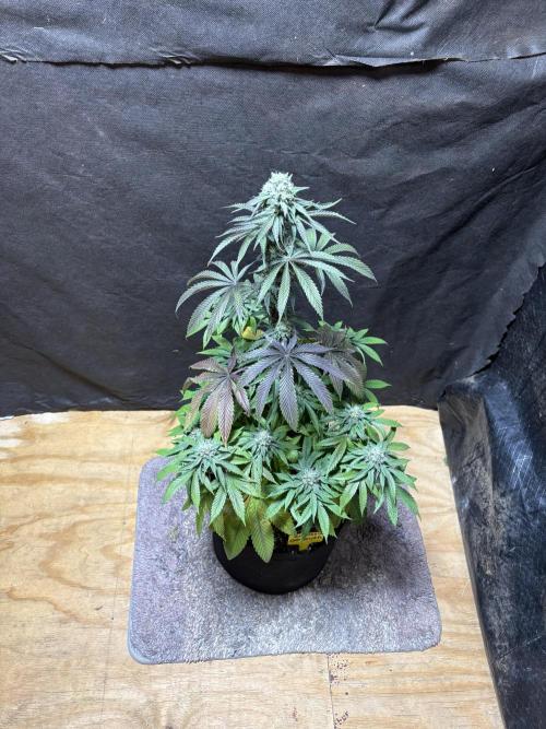 Oh kush - we’ll see. Week 10