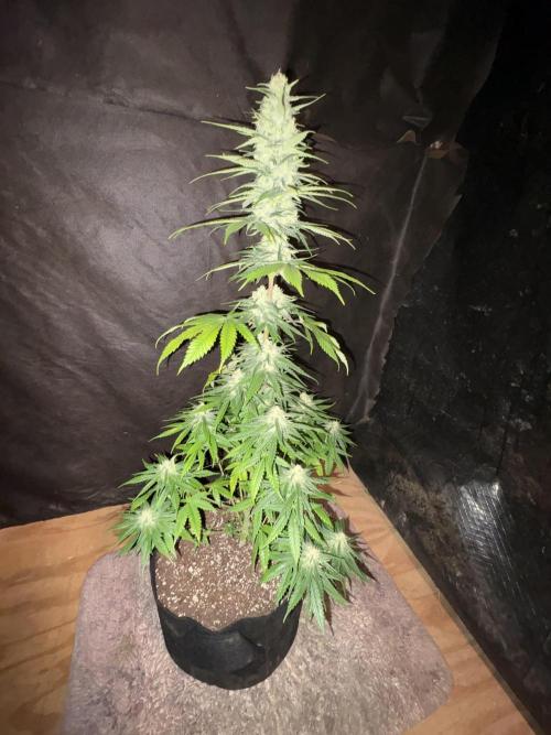 Pain killer let’s kill some pain main. Week 9