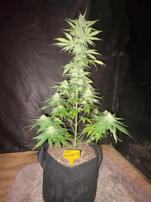 Pain killer let’s kill some pain main. Week 9