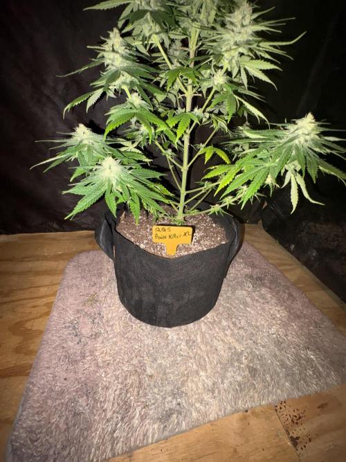 Pain killer let’s kill some pain main. Week 9