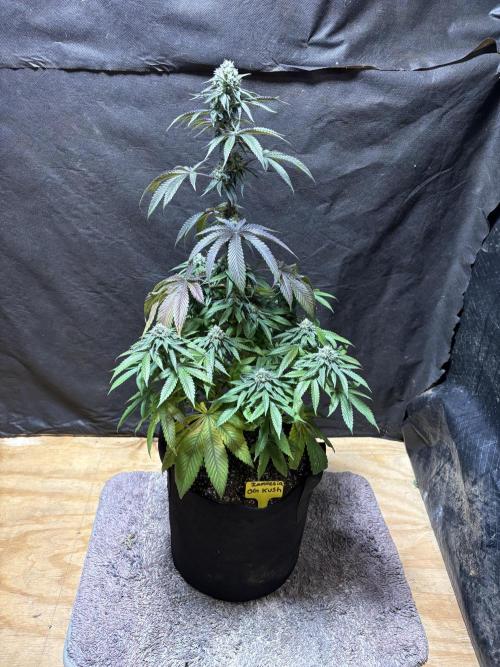 Oh kush - we’ll see. Week 10