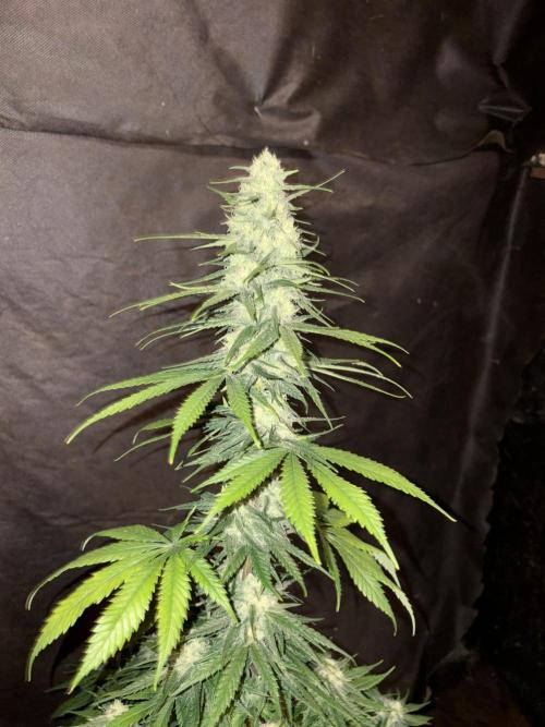 Pain killer let’s kill some pain main. Week 9
