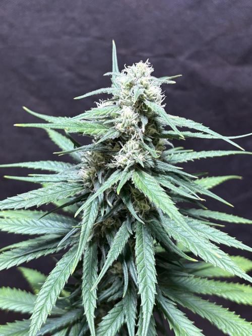 Pain killer let’s kill some pain main. Week 9