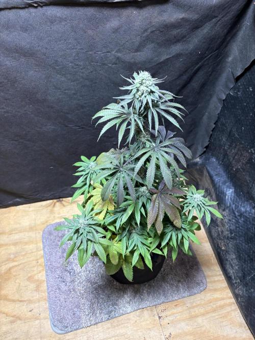 Oh kush - we’ll see. Week 10