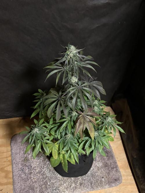 Oh kush - we’ll see. Week 10