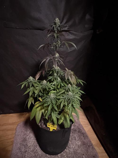 Oh kush - we’ll see. Week 10