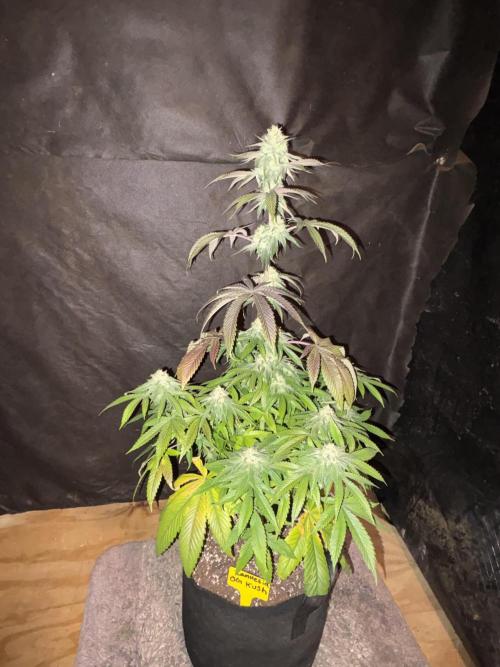 Oh kush - we’ll see. Week 10