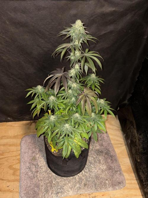 Oh kush - we’ll see. Week 10