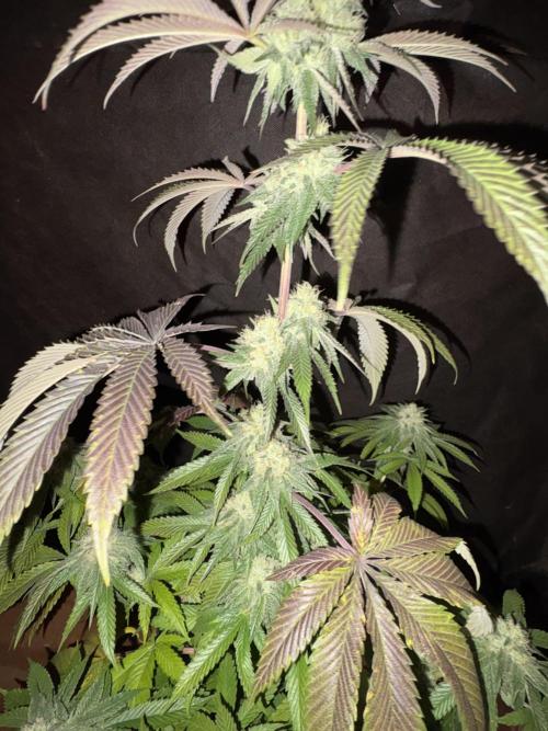 Oh kush - we’ll see. Week 10