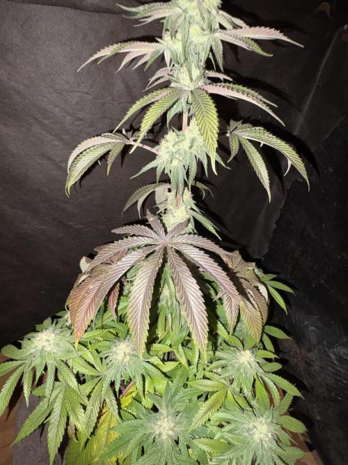 Oh kush - we’ll see. Week 10