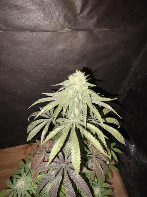Oh kush - we’ll see. Week 10