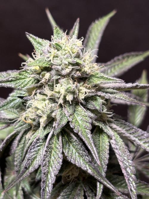 OG Kush. Week 10