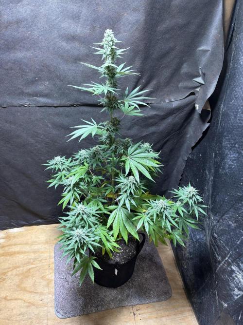 Apple yumyum. Week 10
