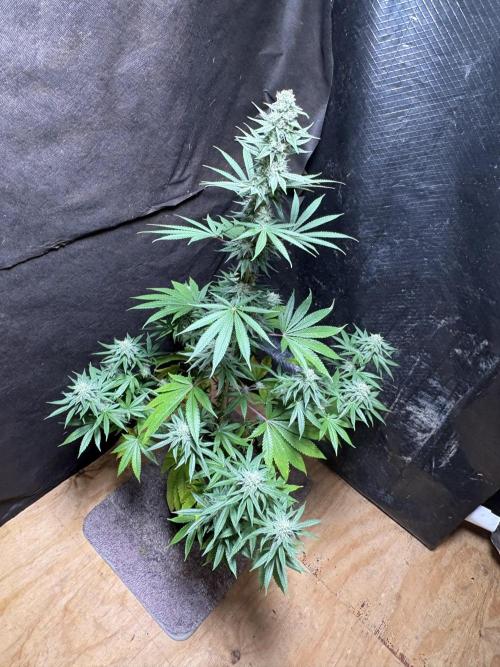 Apple yumyum. Week 10