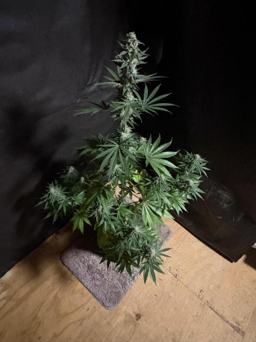 Apple yumyum. Week 10