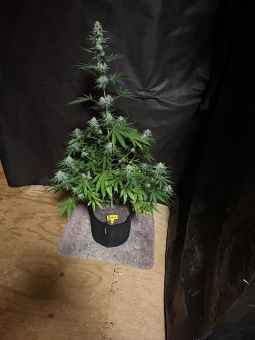Apple yumyum. Week 10