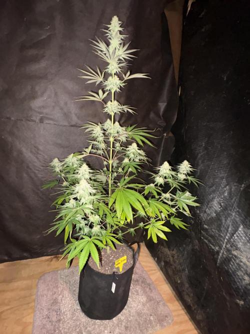 Apple yumyum. Week 10
