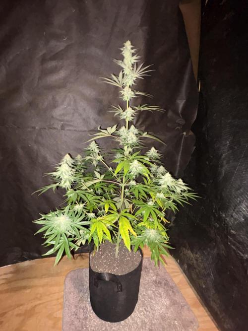 Apple yumyum. Week 10