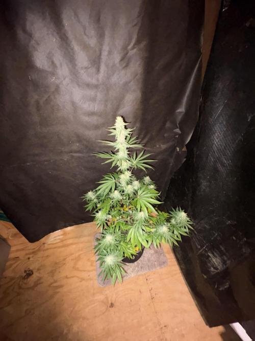 Apple yumyum. Week 10