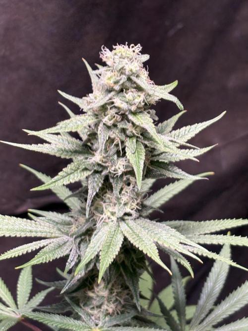 Apple yumyum. Week 10