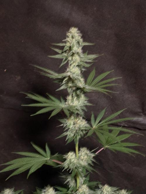 Apple yumyum. Week 10