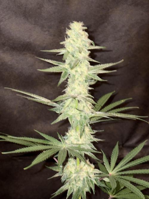 Apple yumyum. Week 10