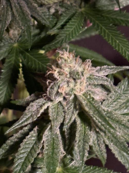 Apple yumyum. Week 10