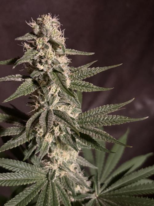 Apple yumyum. Week 10