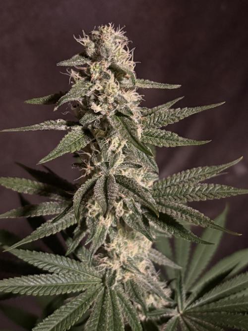 Apple yumyum. Week 10