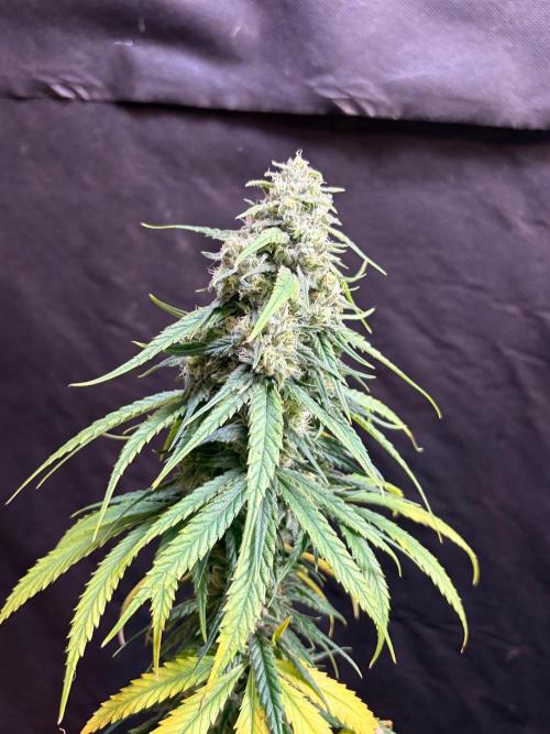 Pain killer let’s kill some pain main. Week 10