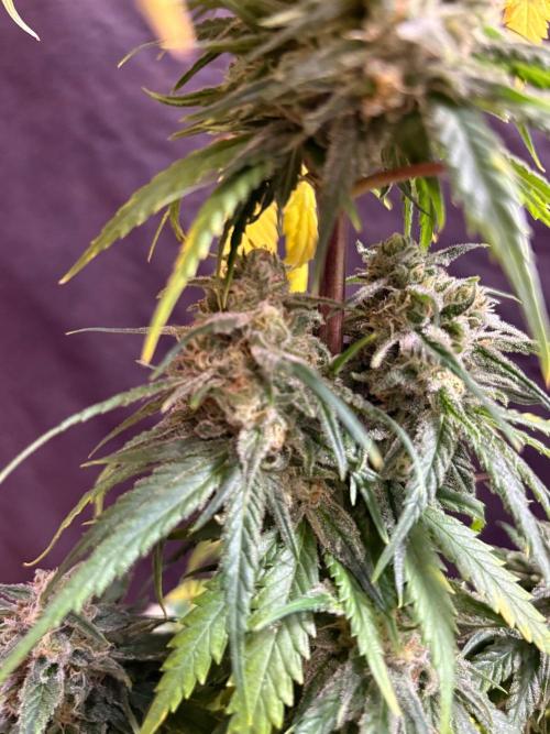 Pain killer let’s kill some pain main. Week 10
