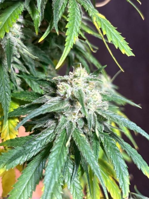Pain killer let’s kill some pain main. Week 10