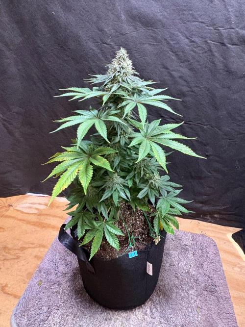 White widow. Week 10