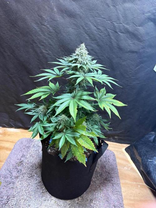 White widow. Week 10