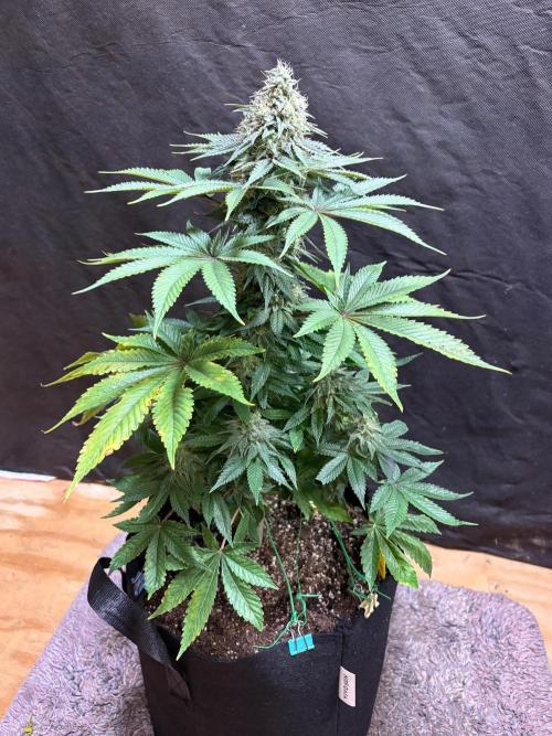 White widow. Week 10
