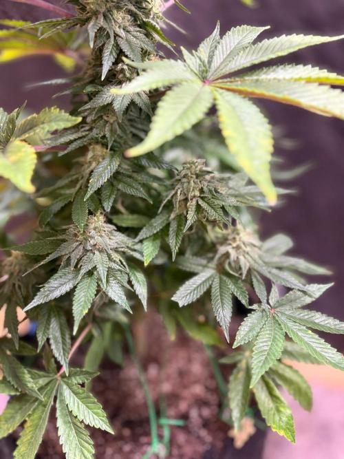 White widow. Week 10