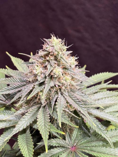 White widow. Week 10